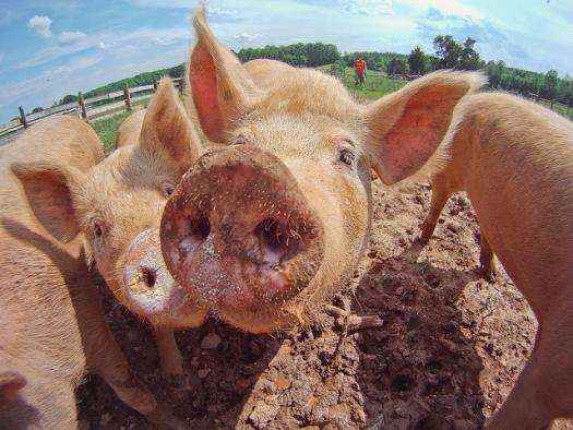 Pig Heart Transplants For Humans Are On The Way
